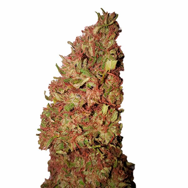 Strawberry CBD+ > CBD+ Buds | CBD cannabis seeds  |  Hybrid